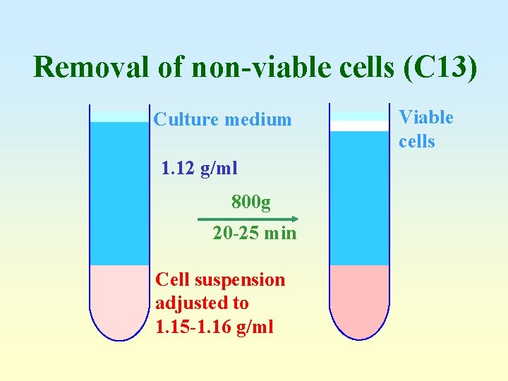 Removal of non-viable cells (C 13) Culture medium 1. 12 g/ml 800 g 20