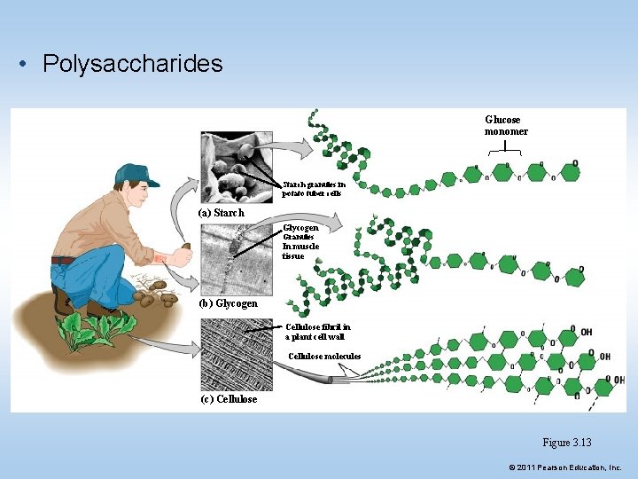  • Polysaccharides Glucose monomer Starch granules in potato tuber cells (a) Starch Glycogen
