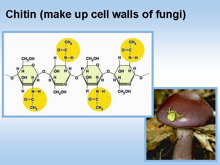 Chitin (make up cell walls of fungi) © 2011 Pearson Education, Inc. 