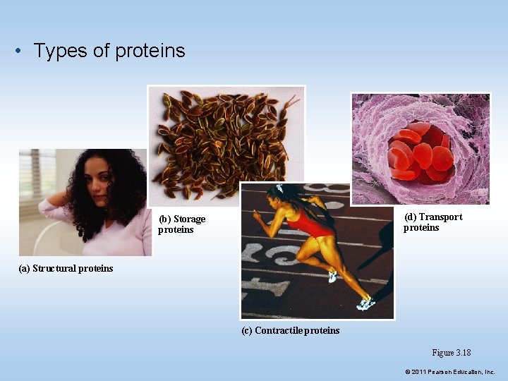  • Types of proteins (d) Transport proteins (b) Storage proteins (a) Structural proteins