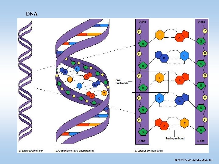 DNA © 2011 Pearson Education, Inc. 