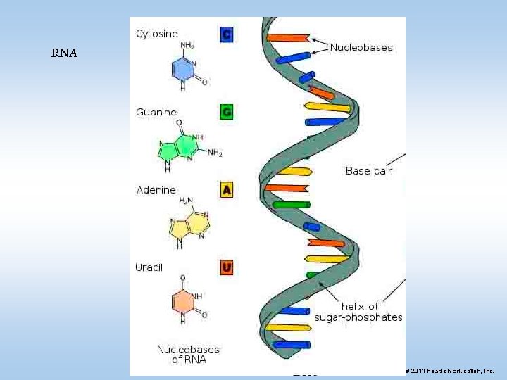 RNA © 2011 Pearson Education, Inc. 