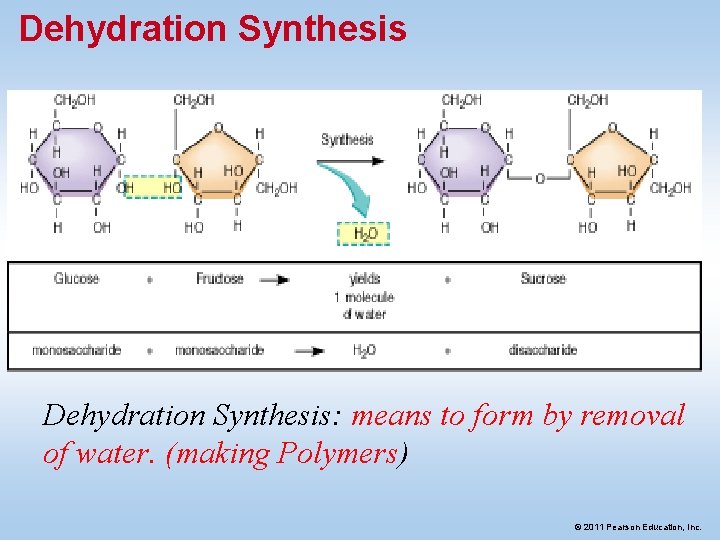 Dehydration Synthesis: means to form by removal of water. (making Polymers) © 2011 Pearson