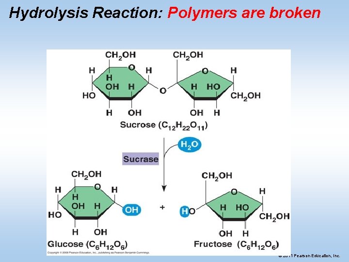 Hydrolysis Reaction: Polymers are broken © 2011 Pearson Education, Inc. 