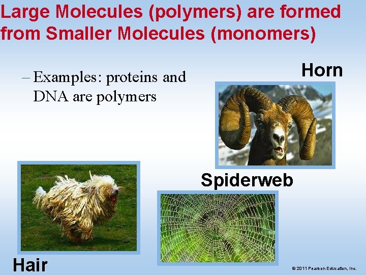 Large Molecules (polymers) are formed from Smaller Molecules (monomers) Horn – Examples: proteins and