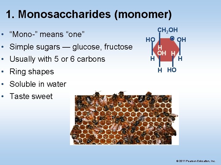 1. Monosaccharides (monomer) • “Mono-” means “one” • Simple sugars — glucose, fructose •