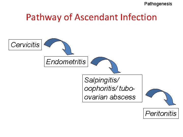 Pathogenesis Pathway of Ascendant Infection Cervicitis Endometritis Salpingitis/ oophoritis/ tuboovarian abscess Peritonitis 