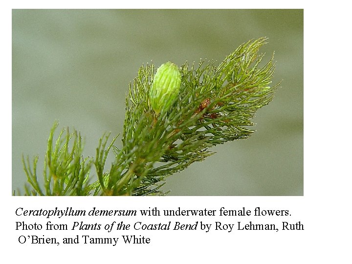 Ceratophyllum demersum with underwater female flowers. Photo from Plants of the Coastal Bend by