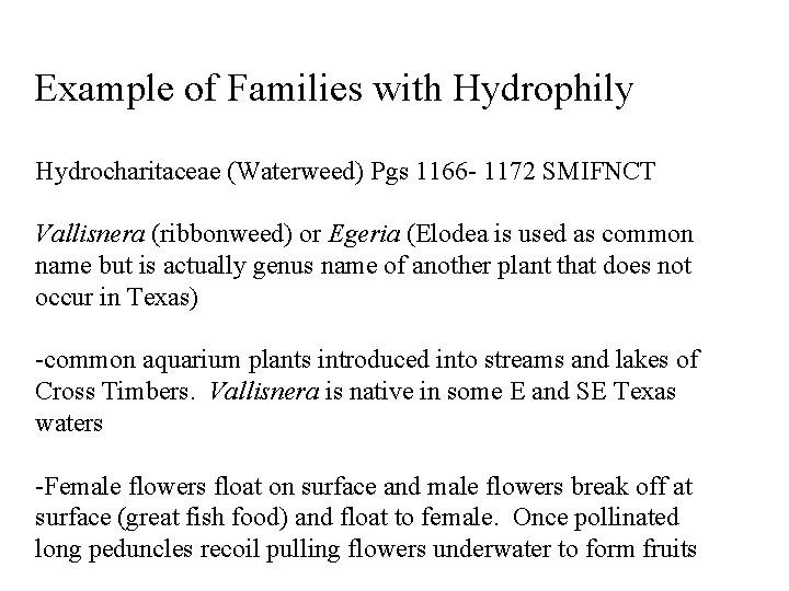 Example of Families with Hydrophily Hydrocharitaceae (Waterweed) Pgs 1166 - 1172 SMIFNCT Vallisnera (ribbonweed)