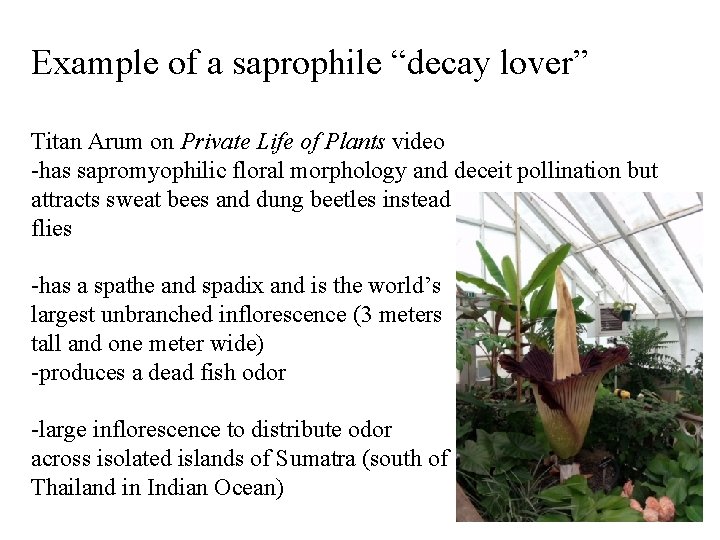 Example of a saprophile “decay lover” Titan Arum on Private Life of Plants video