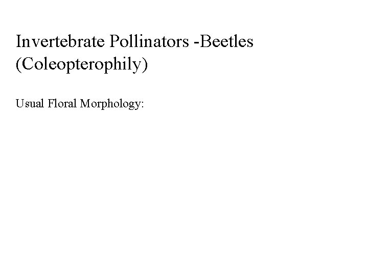 Invertebrate Pollinators -Beetles (Coleopterophily) Usual Floral Morphology: 