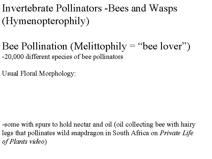Invertebrate Pollinators -Bees and Wasps (Hymenopterophily) Bee Pollination (Melittophily = “bee lover”) -20, 000