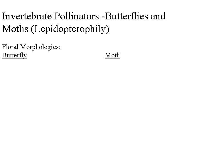 Invertebrate Pollinators -Butterflies and Moths (Lepidopterophily) Floral Morphologies: Butterfly Moth 