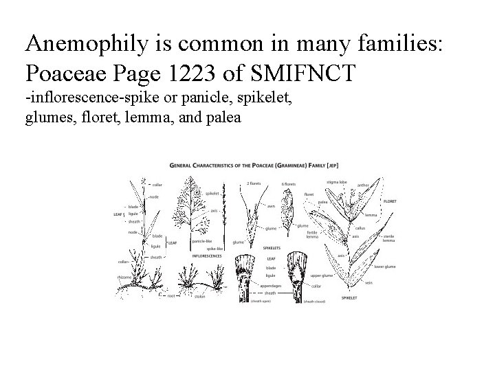 Anemophily is common in many families: Poaceae Page 1223 of SMIFNCT -inflorescence-spike or panicle,