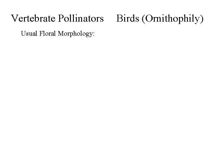 Vertebrate Pollinators Usual Floral Morphology: Birds (Ornithophily) 