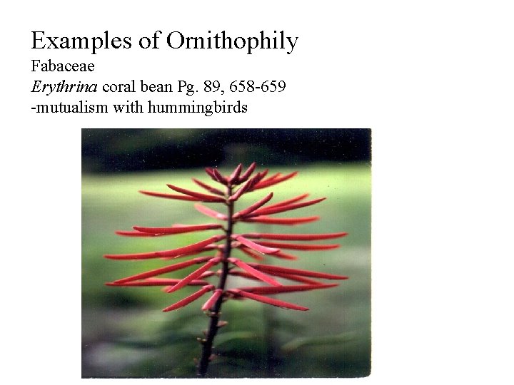 Examples of Ornithophily Fabaceae Erythrina coral bean Pg. 89, 658 -659 -mutualism with hummingbirds