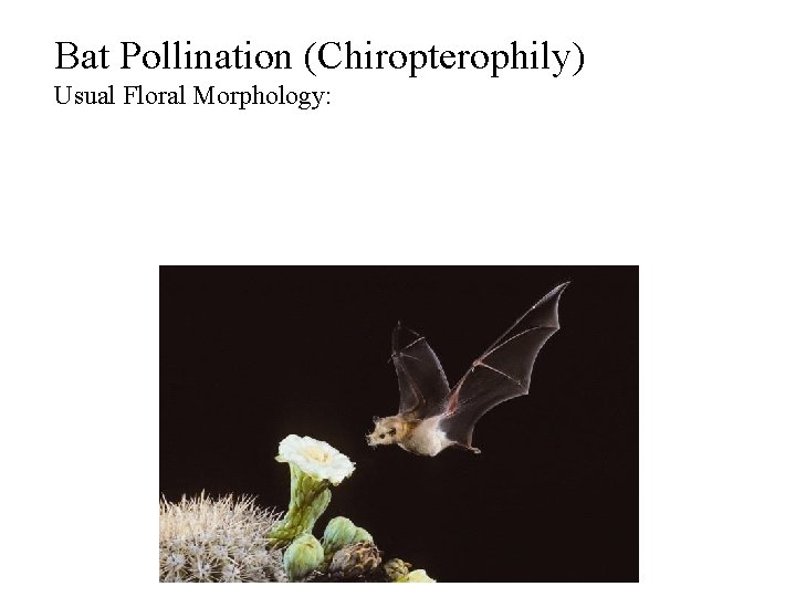 Bat Pollination (Chiropterophily) Usual Floral Morphology: 