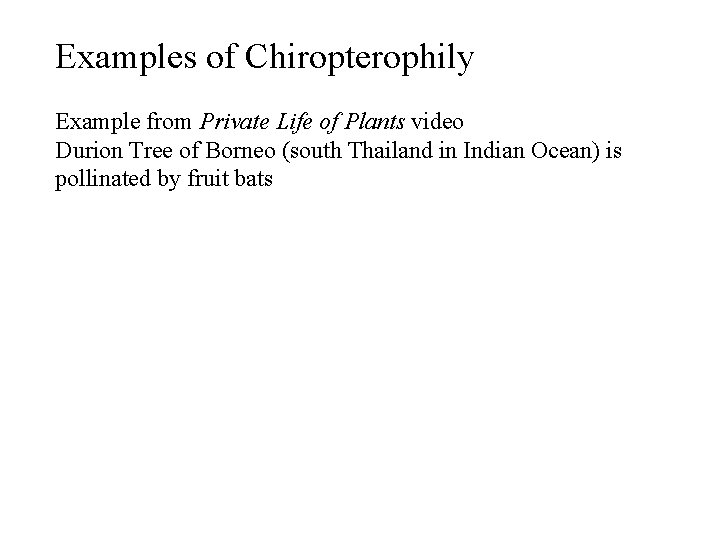 Examples of Chiropterophily Example from Private Life of Plants video Durion Tree of Borneo