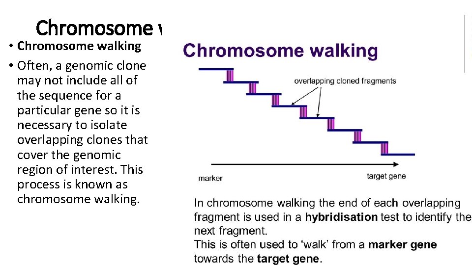 Chromosome walking • Chromosome walking • Often, a genomic clone may not include all