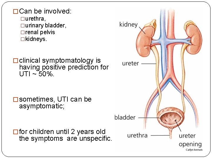 � Can be involved: �urethra, �urinary bladder, �renal pelvis �kidneys. � clinical symptomatology is