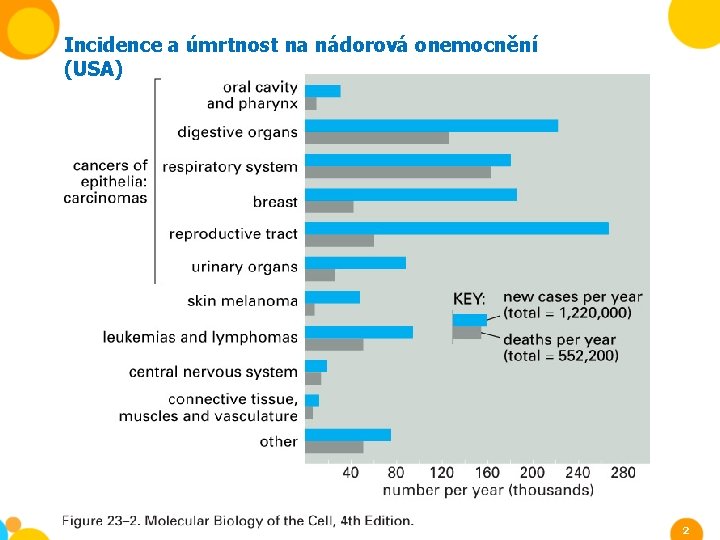 Incidence a úmrtnost na nádorová onemocnění (USA) 2 