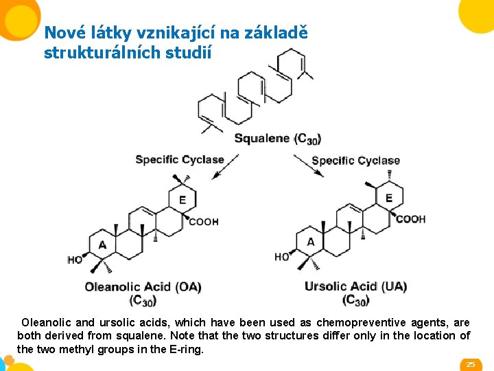 Nové látky vznikající na základě strukturálních studií Oleanolic and ursolic acids, which have been