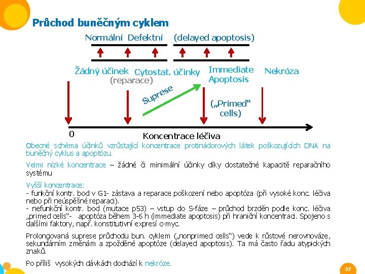 Průchod buněčným cyklem Normální Defektní (delayed apoptosis) Žádný účinek Cytostat. účinky (reparace) se e