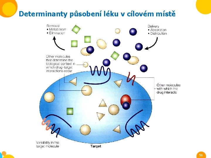 Determinanty působení léku v cílovém místě 51 