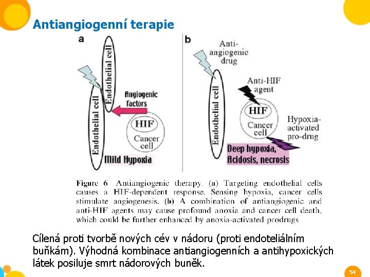 Antiangiogenní terapie Cílená proti tvorbě nových cév v nádoru (proti endoteliálním buňkám). Výhodná kombinace