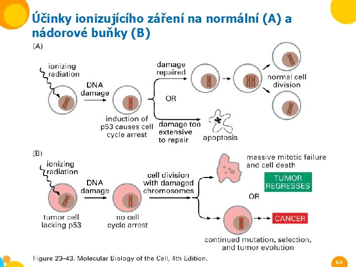 Účinky ionizujícího záření na normální (A) a nádorové buňky (B) 63 