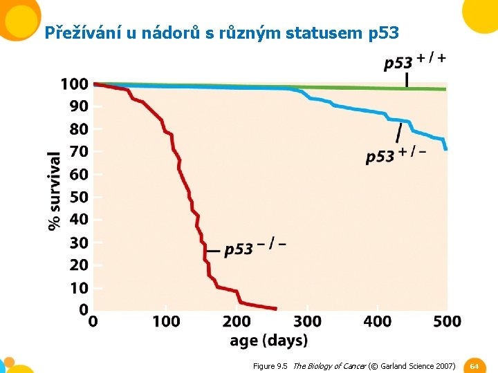 Přežívání u nádorů s různým statusem p 53 Figure 9. 5 The Biology of