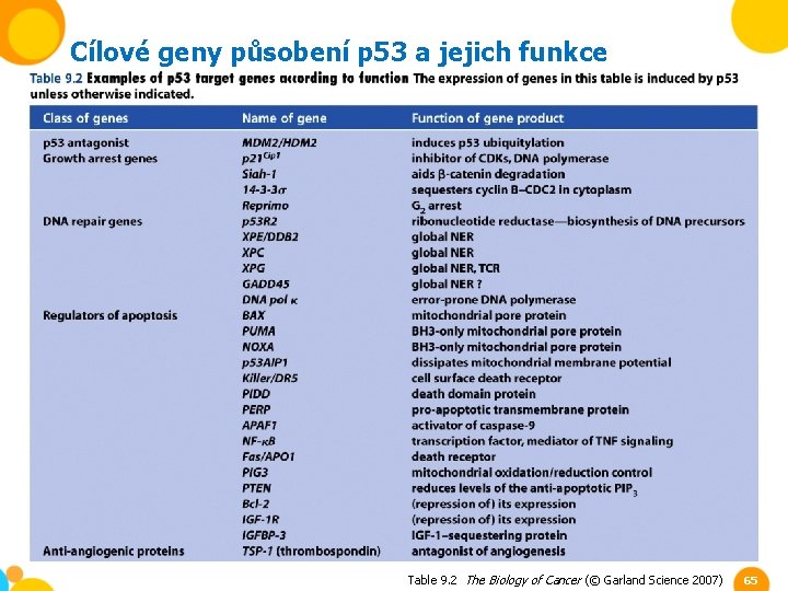 Cílové geny působení p 53 a jejich funkce Table 9. 2 The Biology of