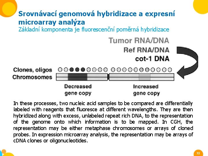 Srovnávací genomová hybridizace a expresní microarray analýza Základní komponenta je fluorescenční poměrná hybridizace In