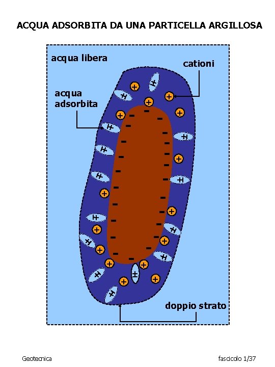 ACQUA ADSORBITA DA UNA PARTICELLA ARGILLOSA acqua libera cationi + acqua adsorbita + +