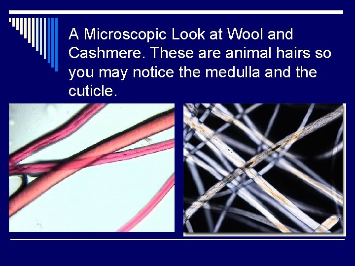 A Microscopic Look at Wool and Cashmere. These are animal hairs so you may