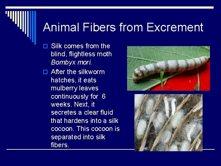 Animal Fibers from Excrement o Silk comes from the blind, flightless moth Bombyx mori.