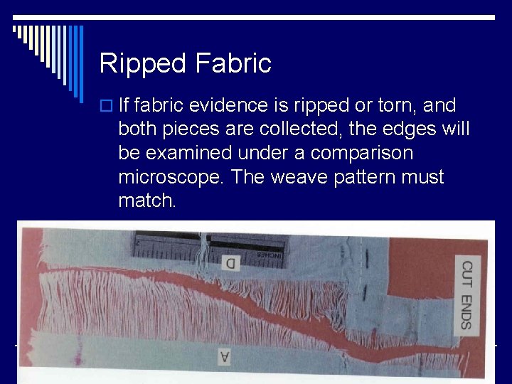 Ripped Fabric o If fabric evidence is ripped or torn, and both pieces are