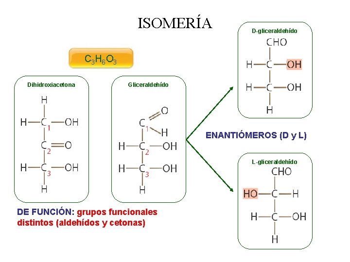 ISOMERÍA D-gliceraldehído C 3 H 6 O 3 Dihidroxiacetona Gliceraldehído ENANTIÓMEROS (D y L)