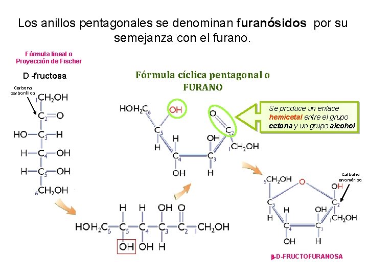Los anillos pentagonales se denominan furanósidos por su semejanza con el furano. Fórmula lineal