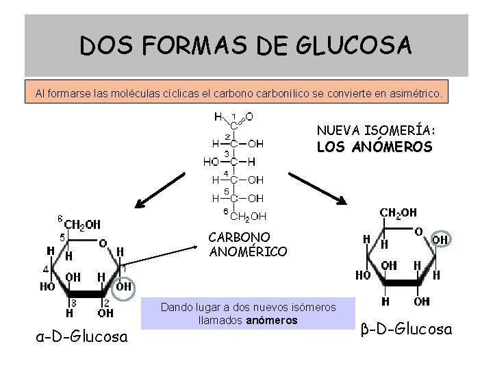 DOS FORMAS DE GLUCOSA Al formarse las moléculas cíclicas el carbono carbonílico se convierte