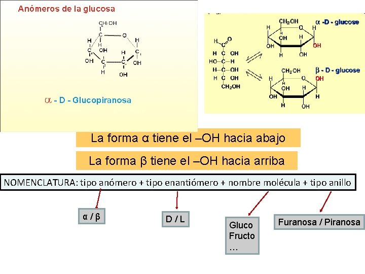 La forma α tiene el –OH hacia abajo La forma β tiene el –OH