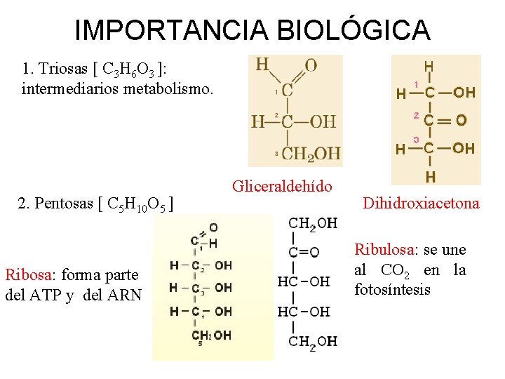 IMPORTANCIA BIOLÓGICA 1. Triosas [ C 3 H 6 O 3 ]: intermediarios metabolismo.