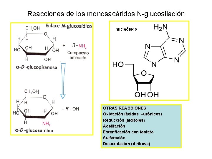 Reacciones de los monosacáridos N-glucosilación nucleósido OTRAS REACCIONES Oxidación (ácidos –urónicos) Reducción (alditoles) Acetilación