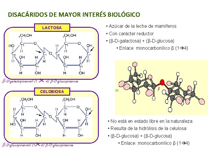 DISACÁRIDOS DE MAYOR INTERÉS BIOLÓGICO LACTOSA • Azúcar de la leche de mamíferos •