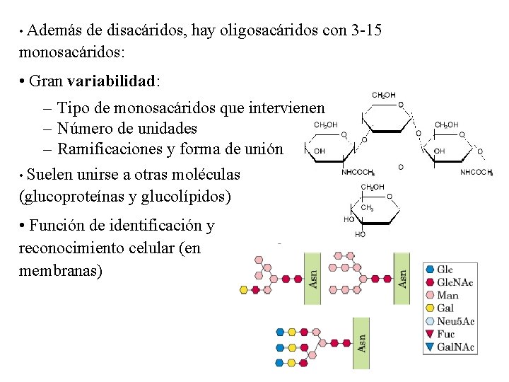  • Además de disacáridos, hay oligosacáridos con 3 -15 monosacáridos: • Gran variabilidad: