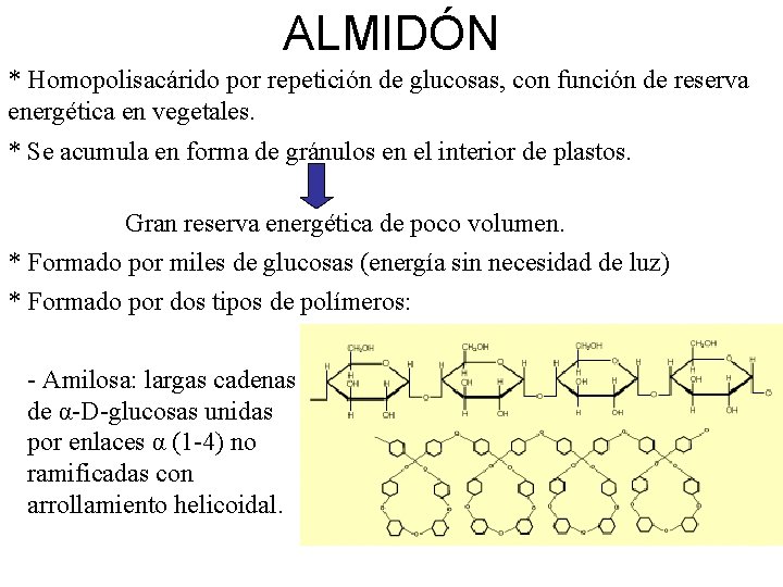 ALMIDÓN * Homopolisacárido por repetición de glucosas, con función de reserva energética en vegetales.