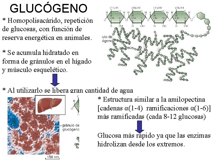 GLUCÓGENO * Homopolisacárido, repetición de glucosas, con función de reserva energética en animales. *