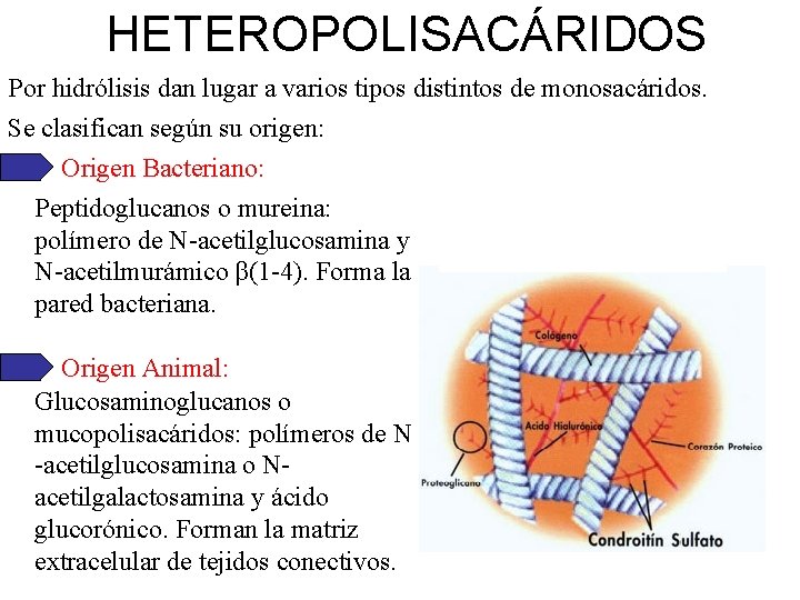 HETEROPOLISACÁRIDOS Por hidrólisis dan lugar a varios tipos distintos de monosacáridos. Se clasifican según