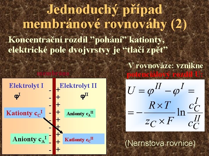 Jednoduchý případ membránové rovnováhy (2) Koncentrační rozdíl ”pohání” kationty, elektrické pole dvojvrstvy je “tlačí