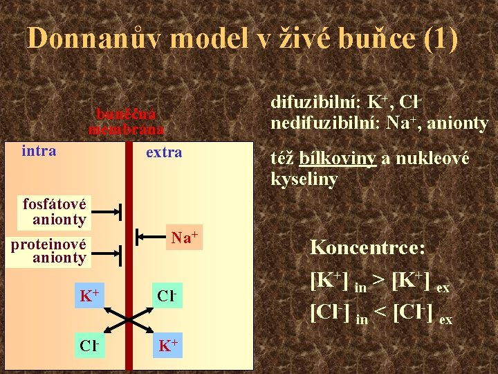 Donnanův model v živé buňce (1) buněčná membrána extra intra fosfátové anionty proteinové anionty